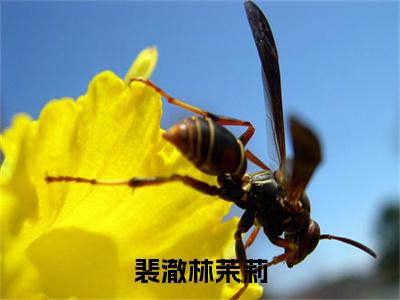 林茉莉裴澈（裴澈林茉莉小说）全文免费阅读无弹窗大结局_裴澈林茉莉小说免费阅读最新章节列表_笔趣阁（林茉莉裴澈小说）