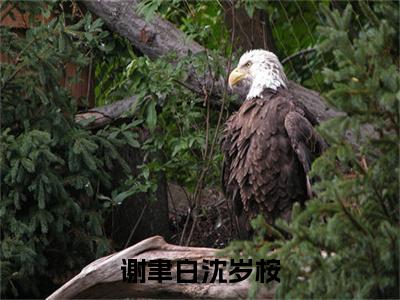 沈岁桉谢聿白全文免费阅读无弹窗-（沈岁桉谢聿白）谢聿白沈岁桉小说全文在线阅读笔趣阁