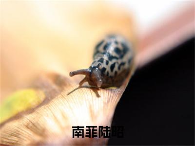 南菲陆昭（陆昭南菲）全文免费阅读无弹窗_南菲陆昭小说免费阅读_笔趣阁