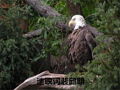 池映诃裴邱明池映诃裴邱明免费小说-池映诃裴邱明（池映诃裴邱明）已更新最新章节