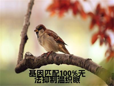 温织眠商逾白小说免费阅读-基因匹配100%无法抑制温织眠完整版全文大结局