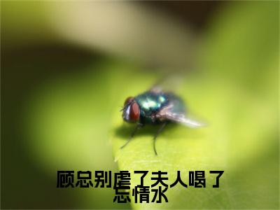 顾总别虐了夫人喝了忘情水全文免费阅读无弹窗_（乔米顾澜城）全文在线阅读大结局