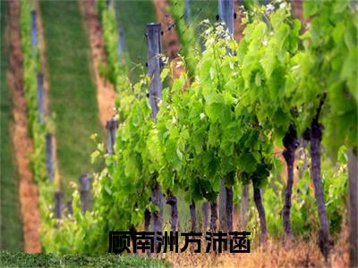 顾南洲方沛菡（方沛菡顾南洲）全文小说在线阅读-顾南洲方沛菡全章节最新阅读