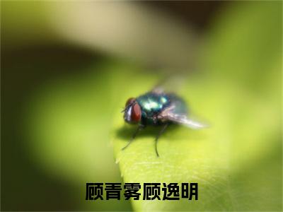 顾青雾顾逸明（顾逸明顾青雾）全文无弹窗阅读-顾青雾顾逸明（顾逸明顾青雾）最新章节完整版阅读