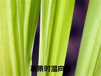 全章节完整《慕景时温向晚》全文阅读《温向晚慕景时》