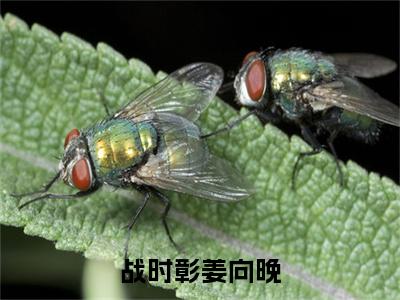 战时彰姜向晚（姜向晚战时彰）小说全文大结局-（姜向晚战时彰）全章节完整版在线阅读