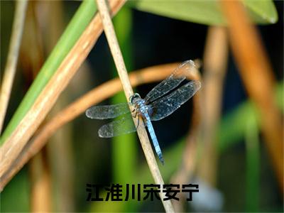 江淮川宋安宁（宋安宁江淮川）无弹窗小说免费阅读_江淮川宋安宁最新章节免费阅读_笔趣阁