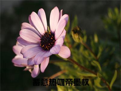 蓄意热吻帝墨权全文免费阅读_（沈欣岚帝墨权小说）蓄意热吻帝墨权言情小说在线阅读笔趣阁（沈欣岚帝墨权）