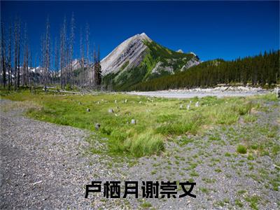 谢崇文卢栖月全文免费阅读大结局卢栖月谢崇文最新章节列表