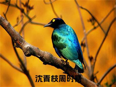 沈青枝周时易（周时易沈青枝）全文免费阅读无弹窗_（周时易沈青枝）小说全文免费阅读最新章节_笔趣阁