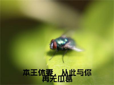 本王休妻，从此与你再无瓜葛邵如永关心歆抖音热推新书小说全文阅读（邵如永关心歆）全文免费阅读大结局