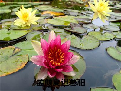 孟倾夏迟寒柏孟倾夏迟寒柏免费阅读大结局无弹窗-孟倾夏迟寒柏小说推荐孟倾夏迟寒柏精彩章节在线阅读