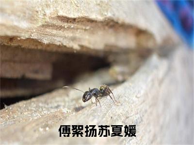 傅絮扬苏夏媛多人追热门小说苏夏媛傅絮扬最新章节免费阅读