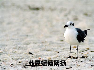 苏夏媛傅絮扬主角是傅絮扬苏夏媛全文免费阅读无弹窗-苏夏媛傅絮扬最新章节列表-笔趣阁