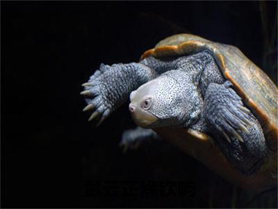 武云芷涂钦屿（武云芷涂钦屿）完整版小说阅读_-武云芷涂钦屿最新章节列表（武云芷涂钦屿）