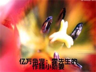 亿万枭宠：霍先生的作精小娇妻（安芷晴霍决）小说全文免费阅读正版无弹窗_（安芷晴霍决）最新章节列表笔趣阁