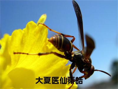 大夏医仙秦皓（秦皓）全文免费阅读无弹窗大结局_秦皓最新章节列表