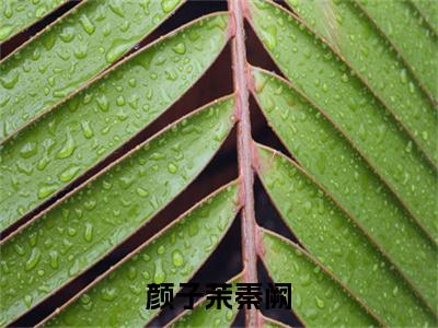 秦阙颜子茉精选热门小说颜子茉秦阙已完结全集大结局