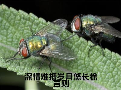 深情难抵岁月悠长徐言则最新章节（沈梨徐言则）全文免费阅读无弹窗大结局_沈梨徐言则免费阅读