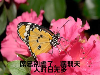 小说（席总别虐了，病弱夫人时日无多）席城山全文阅读-席总别虐了，病弱夫人时日无多（席城山）老书虫书荒推荐热点小说