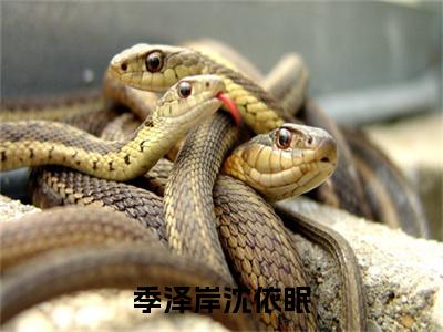 沈依眠季泽岸（季泽岸沈依眠）小说全文-季泽岸沈依眠小说免费阅读大结局