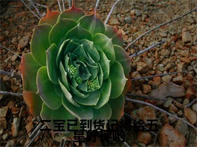 二宝已到货记得给五星好评哟（厉爵叶淼淼）全文免费阅读_（二宝已到货记得给五星好评哟）免费阅读无弹窗最新章节列表