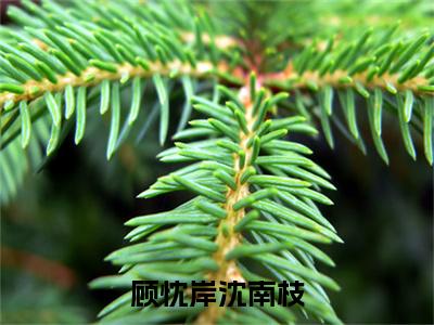 好书推荐小说顾忱岸沈南枝（顾忱岸沈南枝）-顾忱岸沈南枝全文免费阅读大结局