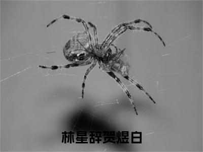 林星辞贺煜白「精彩小说」无弹窗阅读林星辞贺煜白大结局阅读