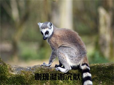 谢沉献谢瑰凝（谢瑰凝谢沉献）全文免费阅读无弹窗大结局_谢瑰凝谢沉献完整版小说阅读（谢沉献谢瑰凝）