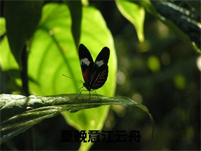 夏晚意江云舟（江云舟夏晚意）全文免费阅读无弹窗大结局_（夏晚意江云舟无弹窗）江云舟夏晚意最新章节列表阅读_笔趣阁