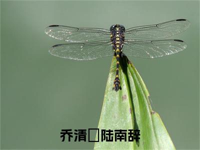 乔清玥陆南辞（乔清玥陆南辞全章节完整版）免费阅读_（乔清玥陆南辞）乔清玥陆南辞全文无删减免费阅读