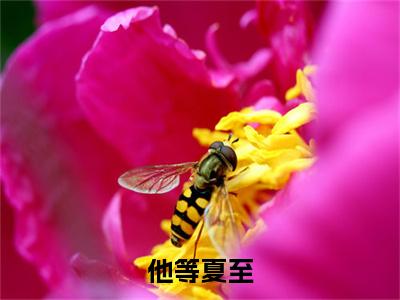 他等夏至小说（夏栀周淮屿）全文免费阅读_他等夏至小说夏栀周淮屿小说最新章节列表笔趣阁