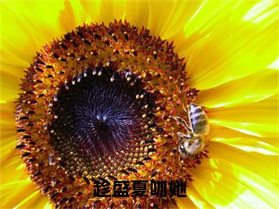 徐青野池夏的小说免费阅读（趁盛夏吻她的小说免费阅读）全文完整版免费阅读-趁盛夏吻她好书推荐