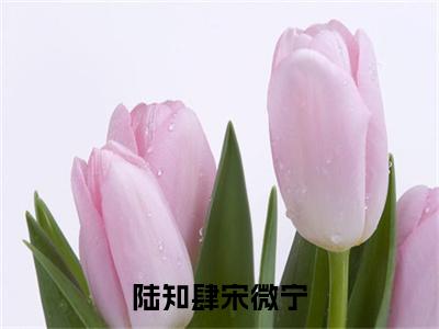 宋微宁陆知肆（陆知肆宋微宁）全网首发小说-小说陆知肆宋微宁（宋微宁陆知肆）完整版全文在线赏析