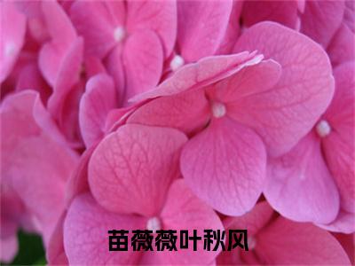 叶秋风苗薇薇全集小说（苗薇薇叶秋风）全文免费阅读无弹窗大结局_苗薇薇叶秋风最新章节列表_笔趣阁（叶秋风苗薇薇）