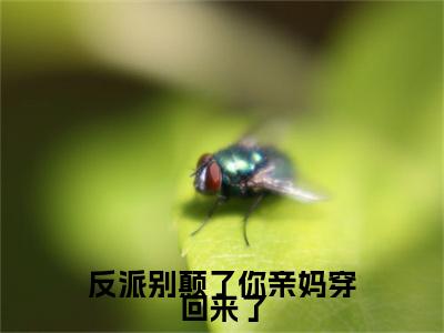 反派别颠了你亲妈穿回来了（沈临月贺逍）全文免费阅读_沈临月贺逍正版小说全文阅读