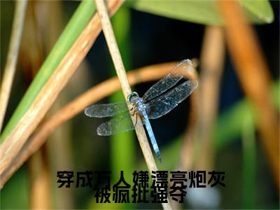 路阎京江时漓（穿成万人嫌漂亮炮灰被疯批强夺）免费小说-（穿成万人嫌漂亮炮灰被疯批强夺）完结版在线阅读