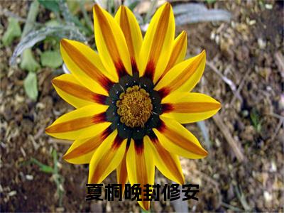 夏桐晚封修安（夏桐晚封修安）免费全文阅读小说_夏桐晚封修安最新章节列表-笔趣阁（夏桐晚封修安）