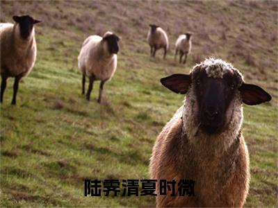 陆霁清夏时微在线阅读（陆霁清夏时微）全文无弹窗大结局_陆霁清夏时微全文在线阅读无弹窗