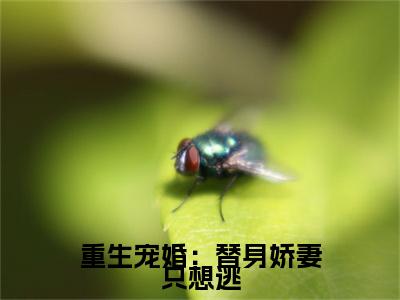 重生宠婚：替身娇妻只想逃在线阅读（赴屿林宛小说）全文免费阅读无弹窗大结局_重生宠婚：替身娇妻只想逃免费最新章节列表