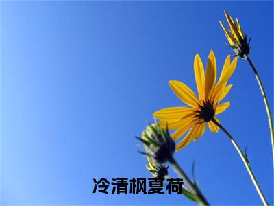 冷清枫夏荷冷清枫夏荷最新章节免费阅读冷清枫夏荷小说最新章节