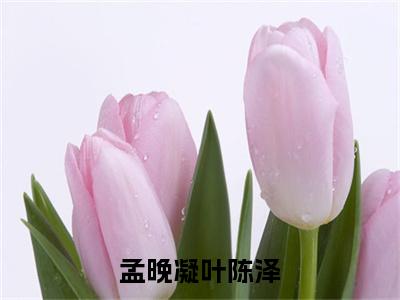 叶陈泽孟晚凝（孟晚凝叶陈泽）小说全文无删减-叶陈泽孟晚凝小说免费阅读大结局（免费+全集）