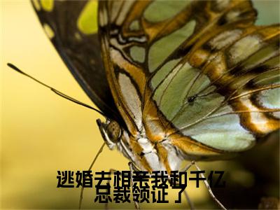 逃婚去相亲我和千亿总裁领证了全文免费阅读_（沈嘉木乔汐免费阅读无弹窗）逃婚去相亲我和千亿总裁领证了高赞小说阅读