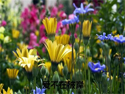 爱不在彼岸（夏鸢沈弛牧）全文阅读无弹窗大结局_爱不在彼岸免费阅读无弹窗最新章节列表