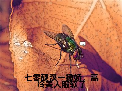 七零硬汉一撒娇，高冷美人服软了全文免费在线阅读_（七零硬汉一撒娇，高冷美人服软了免费阅读无弹窗）司途生姜微全文免费完结版阅读